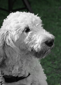 cão, Branco, animal, retrato, animal de estimação, peles, preto branco