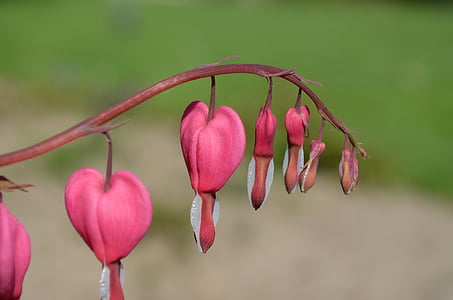 blødende hjerte, Prydplante, Flower pink, natur, plante, blomst, rød