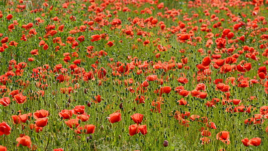 amapola, Amapola Roja, flor de amapola, flor, floración, campo de amapolas, flor