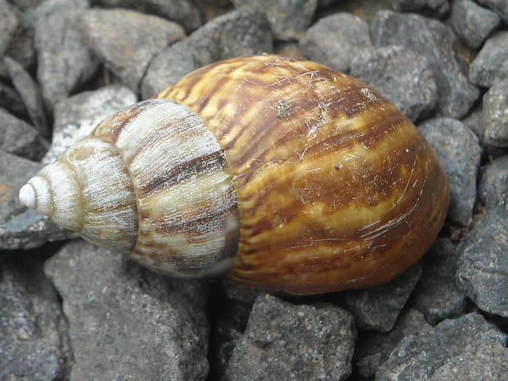 snail, home, stone, gravel