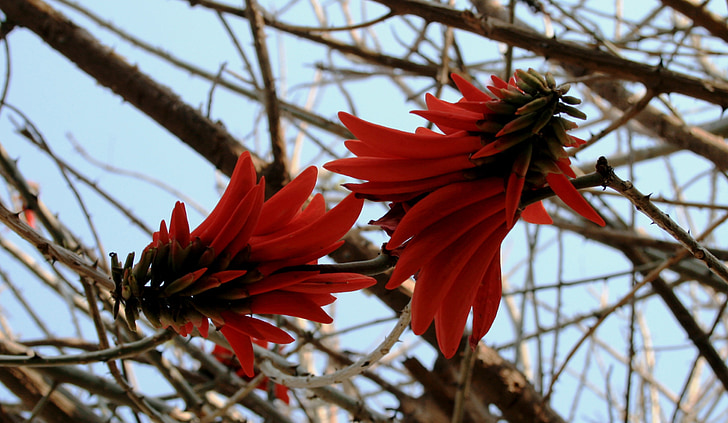 dva kvety, Coral, kvety, oranžovo-červené, pod tvare lístkov, kvety v tvare rakety, jar