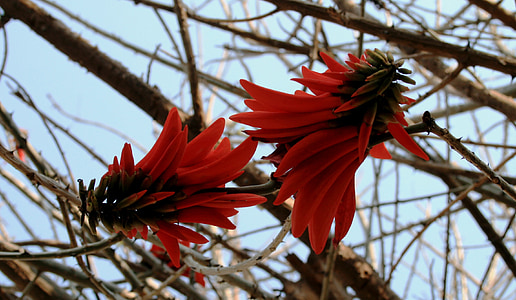 két virág, Coral, virágzik, narancs-piros, Pod alakú szirmok, rakéta alakú virágok, tavaszi