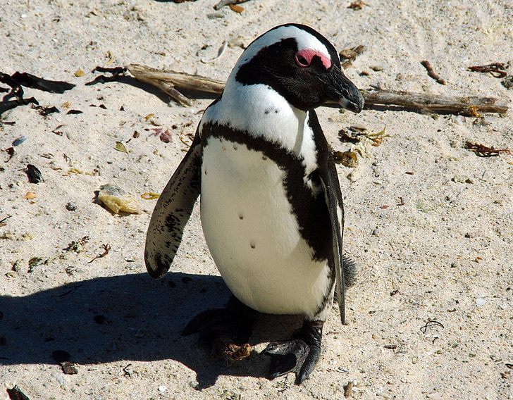 Južna Afrika, Obala, pingvin, ZPP, divlje