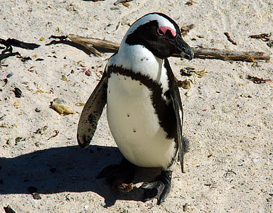 Pietų Afrika, kranto, pingvinas, BŽŪP, laukinių