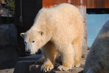 urso polar, animal, predador, Branco, peles