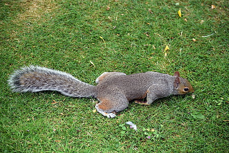 veverica, siva veverica, prosto živeče živali, nahod, Glodavci, sesalec, rep