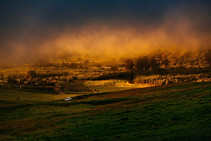 countryside, field, fog, grass, nature, rural, trees