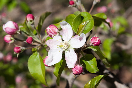 Apple blossom, Bloom, ziedi, Pavasaris, Lenz, viens, four seasons