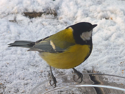 tit, winter, bird, bird seed, food, animal, songbird