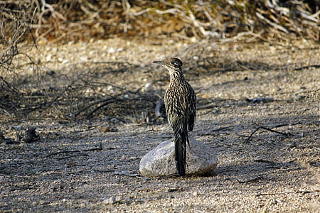 Roadrunner, kuş, Chaparral, zemin guguk kuşu, Hızlı, seyir, kaya
