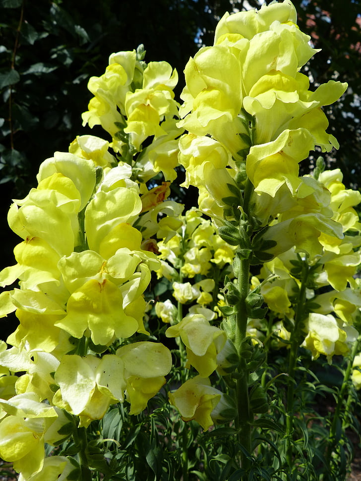 loewenmaeulchen, flor d'estiu, groc, jardí de flors
