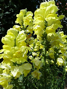 loewenmaeulchen, letní květiny, žlutá, Květinová zahrada