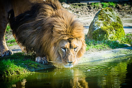 lion, cat, zoo, male, big cat, africa, drink