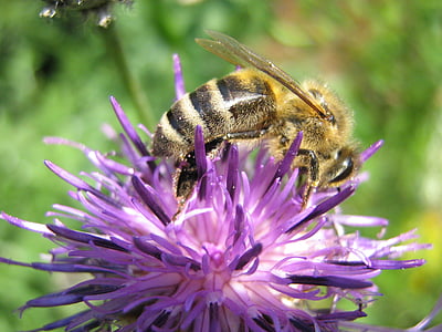 bičių, žiedų, žydėti, nektaras, vabzdžių, pabarstyti, Gamta
