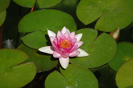 fleur, vert, waterlilly, étang, lis d’eau, flottant sur l’eau, pétale