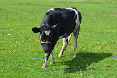 vacă, păşune, efectivele de animale, câmp, Prado, natura, animale