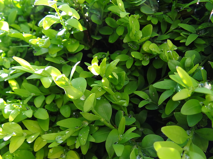 boxwood, green, nature, plant, leaves