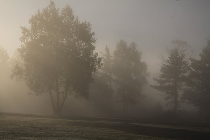 туман, Природа, утро, Солнце, Восход, настроение, пейзаж