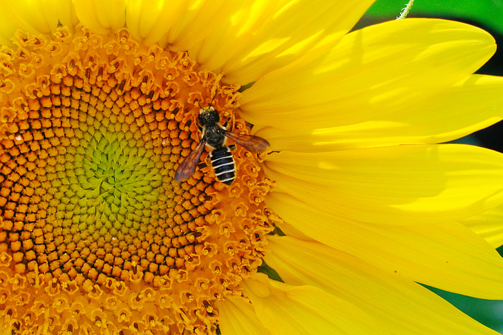 sunflower, bee, pollinate, insect, flower, pollination, nature