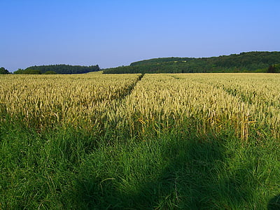 Feld, Landschaft, Ackerland, Natur, Landwirtschaft, Ländliches Motiv, Bauernhof