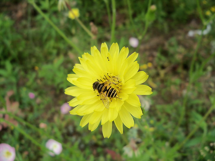 hoverfly, çiçek, karahindiba, doğa, Bahar, Yaz, Bahçe