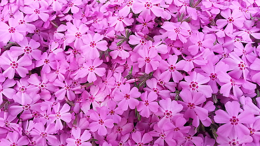 flowers, pink, spring, plants, nature, backgrounds, flower