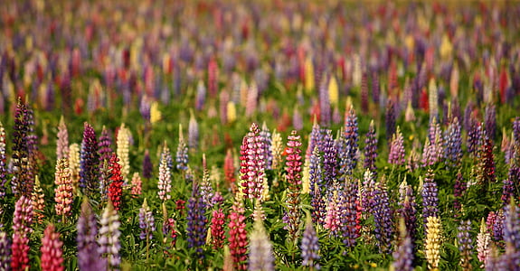 lupins, natural, summer, flower, nature, plant, purple