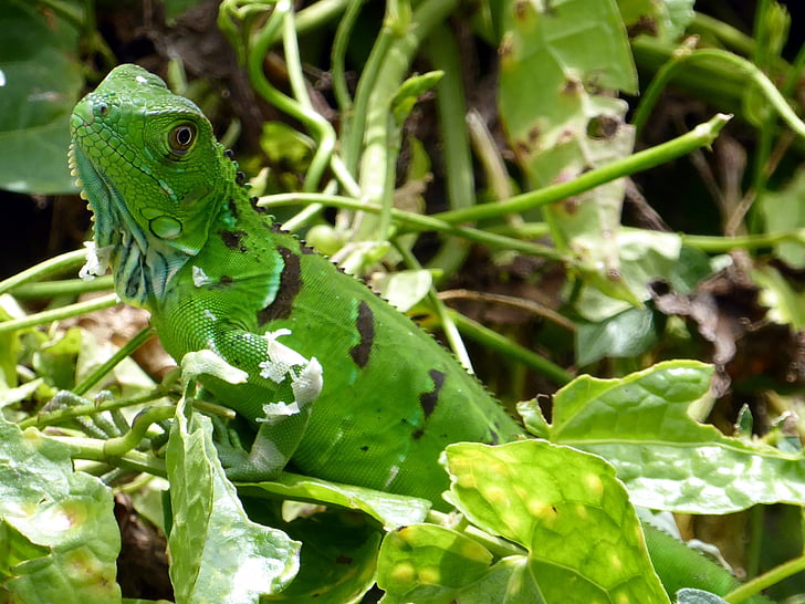 Iguana, muda, hijau, tortuguero, Kosta Rika