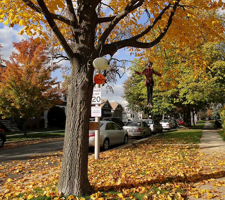 jesień, Ulica, liści, drzewo, ozdoby, nastrój, cienie