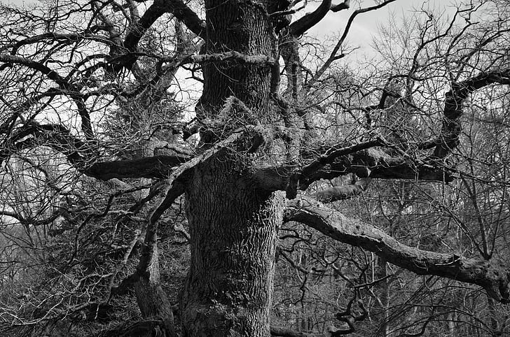 árvore, estética, velho, preto e branco, log de, Ramos, casca