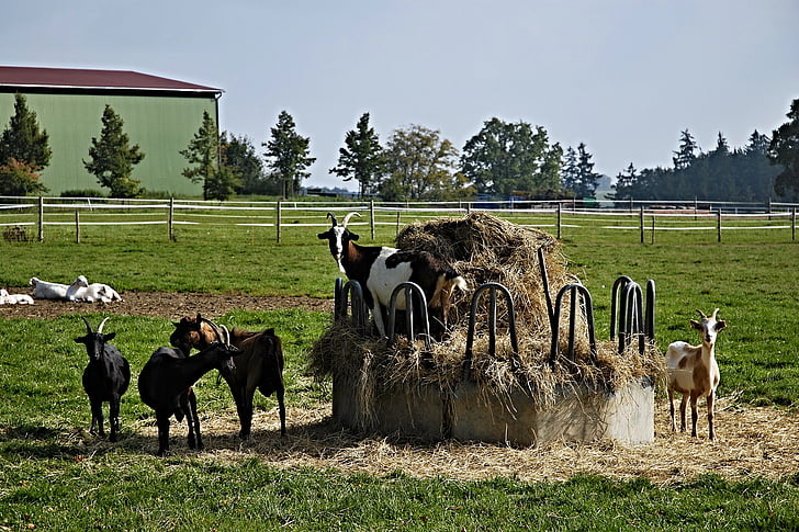 goats, hay, krmelec, fences, economy, animals, trees