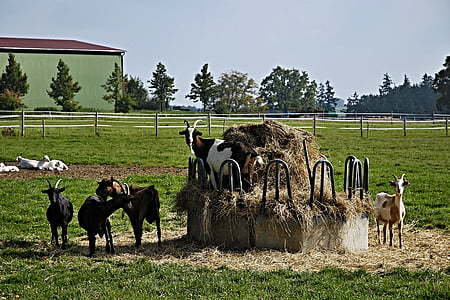 goats, hay, krmelec, fences, economy, animals, trees
