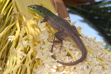 firben, Gecko, Iguana, Kroatien, dyr, fauna, Wildlife