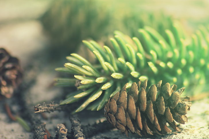 Pine, Cone, naturen, kotte, dag, selektivt fokus, tillväxt