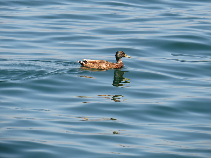pato, água, Lago de Constança, nadar