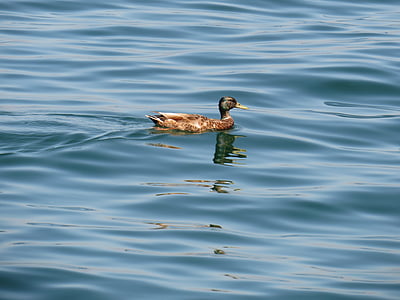 duck, water, lake constance, swim