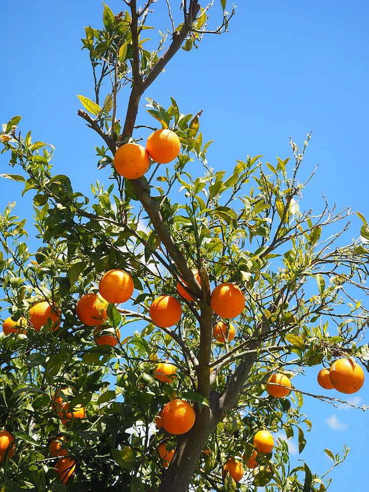 oranges, fruits, orange tree, citrus fruits, tree, leaves, aesthetic