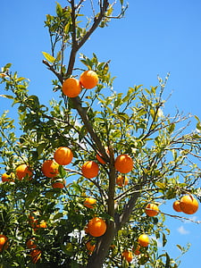 апельсины, фрукты, Апельсиновое дерево, цитрусовые фрукты, дерево, листья, эстетические