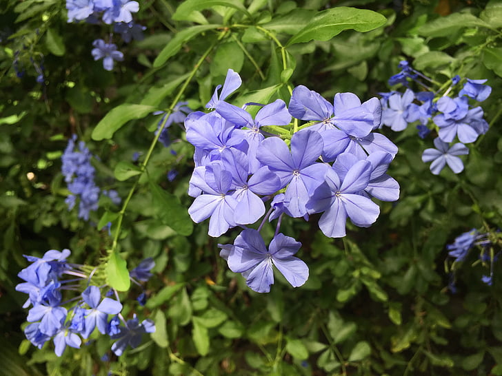 blue, small floral, afternoon
