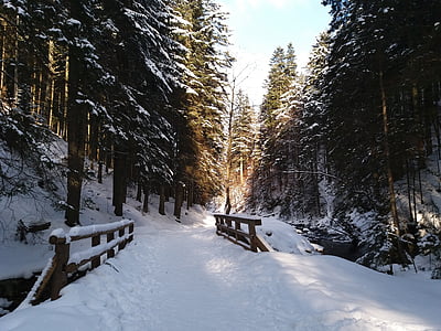 snow, winter, landscape, tree, biel, white, forest