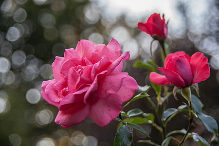 Цветы, розы, красные розы, розовый, Парк, Лето, Природа