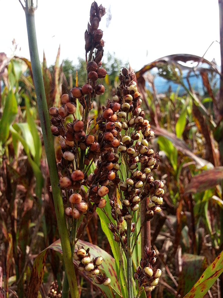 millet, the nutritional value of millet, nature, autumn, agriculture, plant