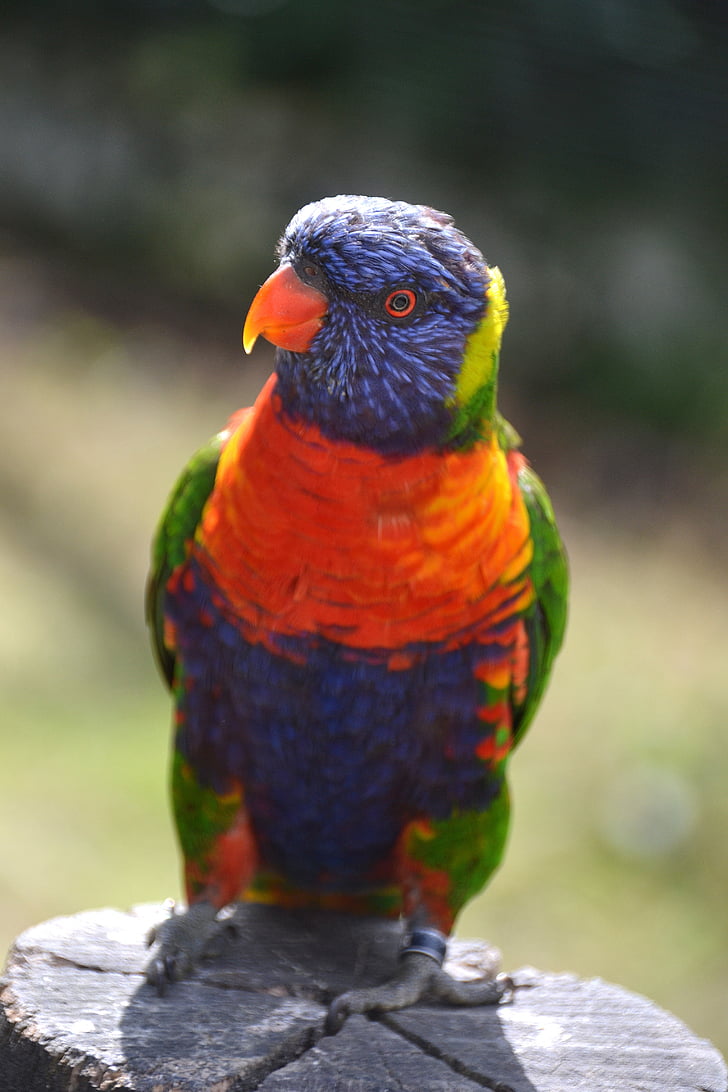 vták, farebné, smiešny, papagáj, svet zvierat, pestrofarebných vtákov, Zoo