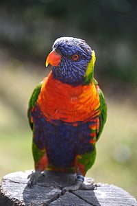 ptak, kolorowe, śmieszne, papuga, Świat zwierząt, kolorowe ptaki, ogród zoologiczny