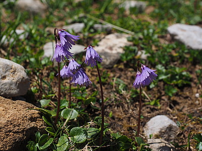 Alpine soldanella, bunga, ungu, ungu, bunga, mekar, Alpine bunga