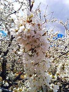 бадем дърво, цвете, бели цветя, Пролет, цъфтеж, цветисти клон