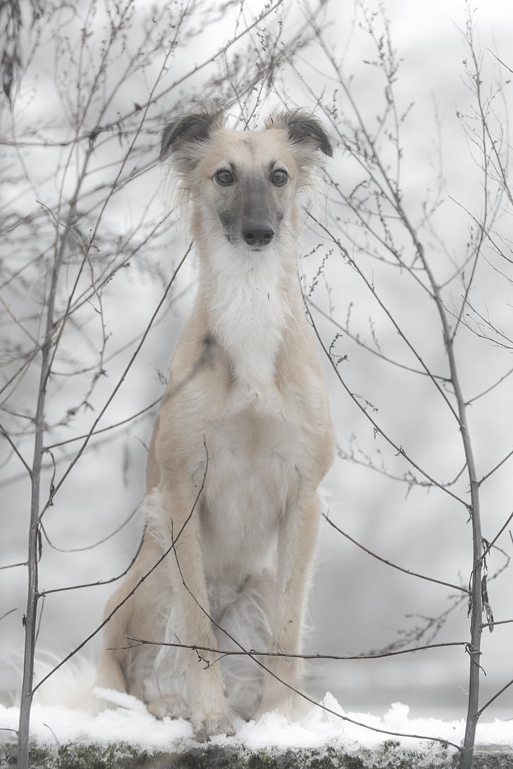 Silken wind sprite, hond, hond in de sneeuw, winter, één dier, dier wildlife, sneeuw