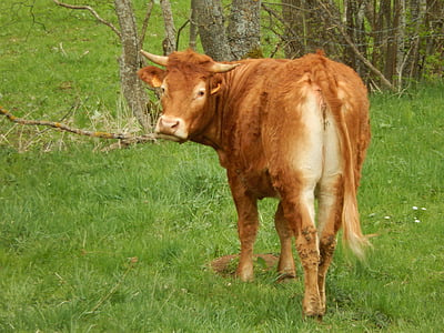 крава, природата, Преъри, едър рогат добитък, трева, животните, ферма