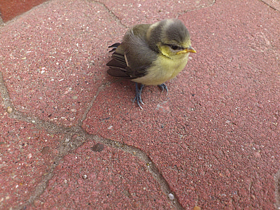 bird, tit, cute, young animal, plumage, ground