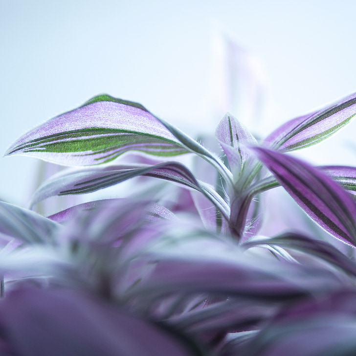purple flower, leaves, white flower